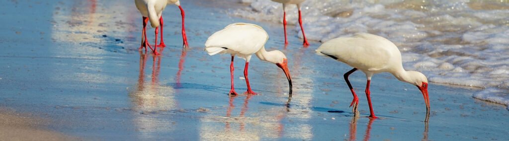 Nature on Naples beach elopement