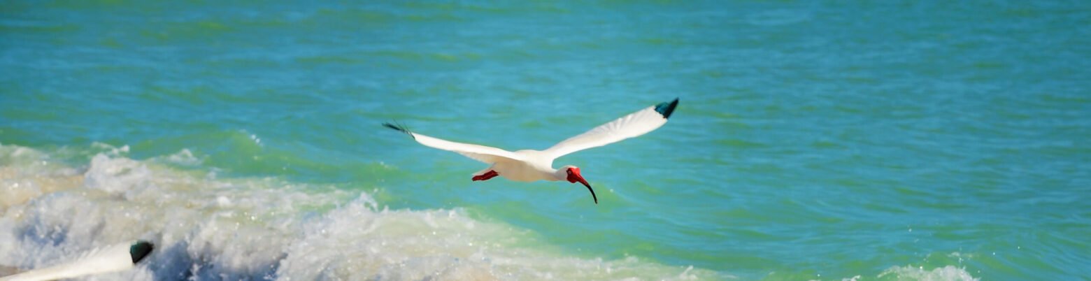 Southwest Florida Weddings by Alissa